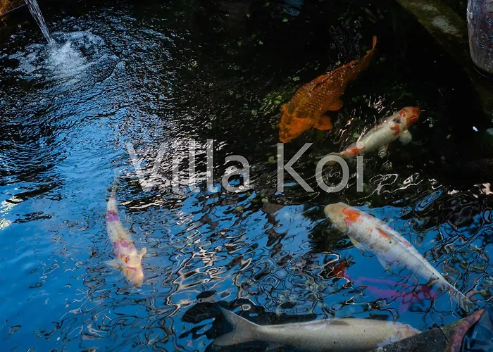 Koi 4*