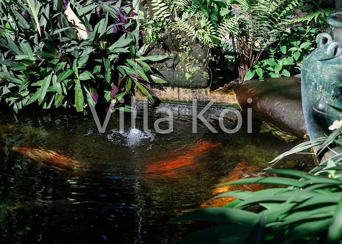 Koi ケラマス