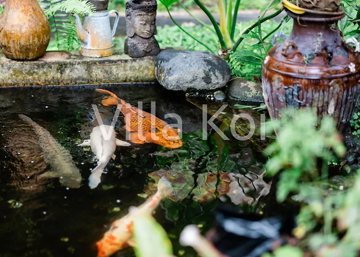 Koi ゲストハウス ケラマス